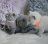 Photo №1. scottish fold - for sale in the city of Charleroi | 211$ | Announcement № 88359