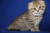 Photo №2 to announcement № 93600 for the sale of scottish fold - buy in Germany private announcement, breeder