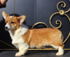 Photo №2 to announcement № 51355 for the sale of welsh corgi - buy in Russian Federation private announcement, from nursery, breeder