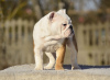 Photo №3. English Bulldog puppies. Estonia