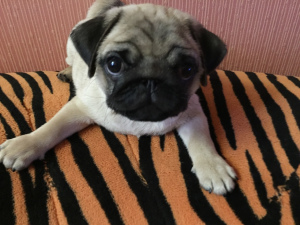 Photo №1. pug - for sale in the city of Minsk | 500$ | Announcement № 1177