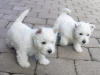 Photo №1. west highland white terrier - for sale in the city of Vienna | Is free | Announcement № 91597