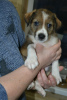 Photo №2 to announcement № 9673 for the sale of non-pedigree dogs - buy in Russian Federation from the shelter