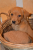 Photo №2 to announcement № 100574 for the sale of labrador retriever - buy in United States private announcement