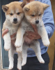 Photo №4. I will sell akita in the city of Кирк Майкл.  - price - 607$