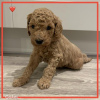 Photo №1. labradoodle - for sale in the city of Munich | 370$ | Announcement № 107498