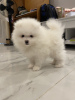 Photo №2 to announcement № 119372 for the sale of pomeranian - buy in Finland private announcement