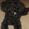 Photo №1. poodle (toy) - for sale in the city of Catania | negotiated | Announcement № 13655