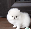 Photo №1. pomeranian - for sale in the city of Москва | 250$ | Announcement № 126085