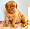 Photo №1. dogue de bordeaux - for sale in the city of Гамбург | negotiated | Announcement № 124984