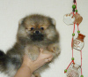 Additional photos: Pomeranian Spitz puppies, mini boo.