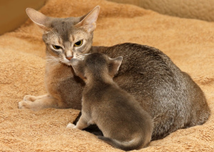 Photo №1. abyssinian cat - for sale in the city of Moscow | 1663$ | Announcement № 805