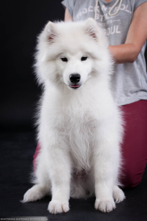 Additional photos: Samoyed. Smart boy