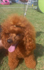 Additional photos: Red Poodle