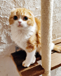Photo №1. scottish fold - for sale in the city of Vinnitsa | 251$ | Announcement № 4066