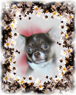 Photo №2 to announcement № 2868 for the sale of chihuahua - buy in Russian Federation from nursery