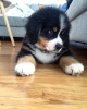 Photo №1. bernese mountain dog - for sale in the city of Rome | negotiated | Announcement № 53880
