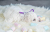 Additional photos: Bichon Friesian puppies