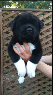Photo №2 to announcement № 6944 for the sale of american akita - buy in Russian Federation from nursery, breeder