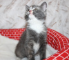 Photo №4. I will sell domestic cat in the city of Tulsa. private announcement - price - 100$