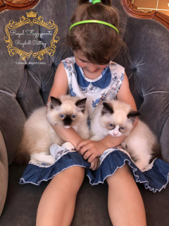 Photo №1. ragdoll - for sale in the city of Palanga | 1112$ | Announcement № 2581