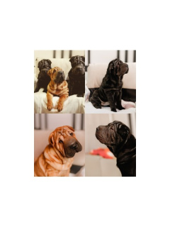 Photo №1. shar pei - for sale in the city of Grodno | Negotiated | Announcement № 1626