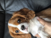 Photo №1. cavalier king charles spaniel - for sale in the city of Stavanger | 1902$ | Announcement № 102615