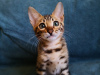 Photo №2 to announcement № 10416 for the sale of bengal cat - buy in Belarus private announcement, from nursery, breeder