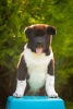 Photo №2 to announcement № 69328 for the sale of american akita - buy in Ukraine breeder