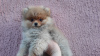 Photo №1. pomeranian - for sale in the city of Москва | 1$ | Announcement № 10510