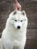 Photo №1. siberian husky - for sale in the city of Ниш | negotiated | Announcement № 72754