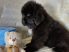 Photo №4. I will sell newfoundland dog in the city of Saratov. private announcement - price - 911$