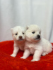 Additional photos: Pomsky puppies