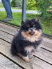 Photo №1. pomeranian - for sale in the city of Vilnius | 1691$ | Announcement № 54808