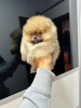 Photo №1. pomeranian - for sale in the city of Werbass | negotiated | Announcement № 119905