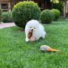 Photo №2 to announcement № 118471 for the sale of pomeranian - buy in Germany private announcement