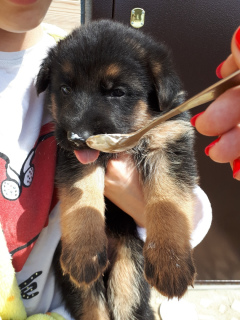 Photo №4. I will sell german shepherd in the city of Permian. private announcement, from nursery, breeder - price - 117$
