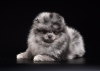 Photo №2 to announcement № 77239 for the sale of pomeranian - buy in Russian Federation breeder