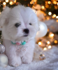 Photo №2 to announcement № 81067 for the sale of maltese dog - buy in Ukraine private announcement, from nursery
