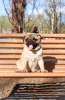 Photo №1. pug - for sale in the city of Orenburg | 1208$ | Announcement № 10420