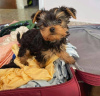 Additional photos: Yorkshire terriers puppies