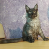 Photo №2 to announcement № 9690 for the sale of maine coon - buy in Russian Federation from nursery