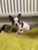 Photo №1. french bulldog - for sale in the city of Брисбен | Is free | Announcement № 92421
