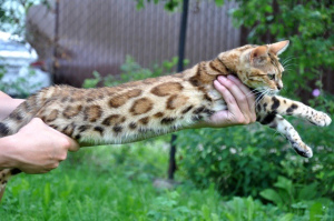 Photo №4. I will sell bengal cat in the city of St. Petersburg. from nursery - price - 1500$