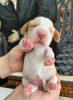 Photo №1. beagle - for sale in the city of Sevastopol | negotiated | Announcement № 9795