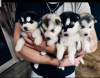 Photo №2 to announcement № 75771 for the sale of siberian husky - buy in Lithuania private announcement, breeder