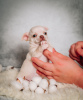 Photo №2 to announcement № 10385 for the sale of chihuahua - buy in Russian Federation breeder