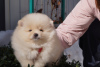 Photo №2 to announcement № 41067 for the sale of pomeranian - buy in Russian Federation breeder