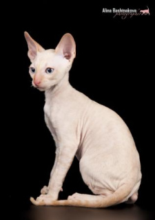 Photo №4. I will sell cornish rex in the city of Odintsovo. private announcement - price - 471$