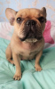 Photo №3. French bulldogs for sale. United States